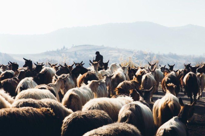 Cientistas descobriram que genes que aumentam risco de esclerose múltipla apareceram no noroeste da Europa há cerca de 5 mil anos após migração maciça de pastores de gado conhecidos como Yamnaya -  (crédito: Getty Images)