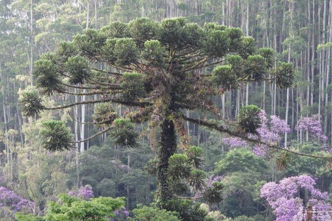 Araucaria angustifolia, o pinheiro-do-Paraná, é uma espécie de árvore nativa do Brasil, está entre as raridades que podem desaparecer - (crédito: Hans ter Steege/Divulgação ) Araucaria angustifolia, o pinheiro-do-Paraná, é uma espécie de árvore nativa do Brasil, está entre as raridades que podem desaparecer - (crédito: Hans ter Steege/Divulgação )