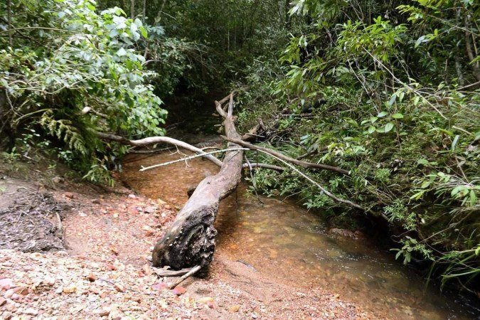  12/01/2024 Crédito: Marcelo Ferreira/CB/D.A Press. Brasil. Brasília - DF -  Fazenda Água Limpa (UnB), sobre a Área de Relevante Interesse Ecológico que tem na região. Espécies, pesquisas etc que ocorrem no local.