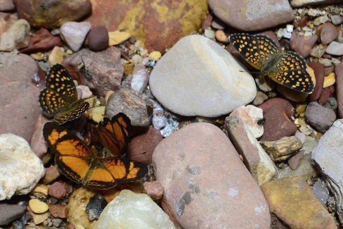  12/01/2024 Crédito: Marcelo Ferreira/CB/D.A Press. Brasil. Brasília - DF -  Fazenda Água Limpa (UnB), sobre a Área de Relevante Interesse Ecológico que tem na região. Espécies, pesquisas etc que ocorrem no local.