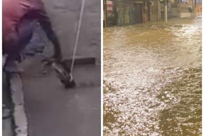 Moradores de Acari, na Zona Norte do Rio, encontram jacarés na enchente - (crédito: Reprodução/Twitter @RicardoSouzaJor e @AndreiaBizzo) Moradores de Acari, na Zona Norte do Rio, encontram jacarés na enchente - (crédito: Reprodução/Twitter @RicardoSouzaJor e @AndreiaBizzo)