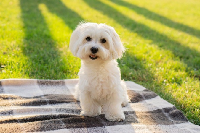 O maltês é um cachorro afetuoso, dócil e dedicado aos seus tutores -  (crédito: Tanya Dol | Shutterstock)