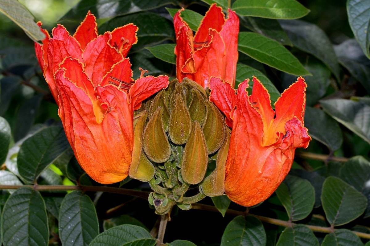 Xixi-de-macaco é outra espécie que está florida no período