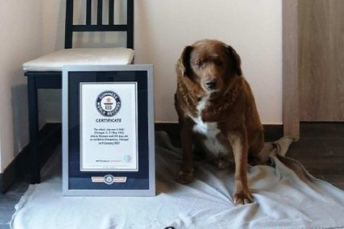 Bobi com o certificado entregue pelo Guinness -  (crédito: Guinness Book of Records)