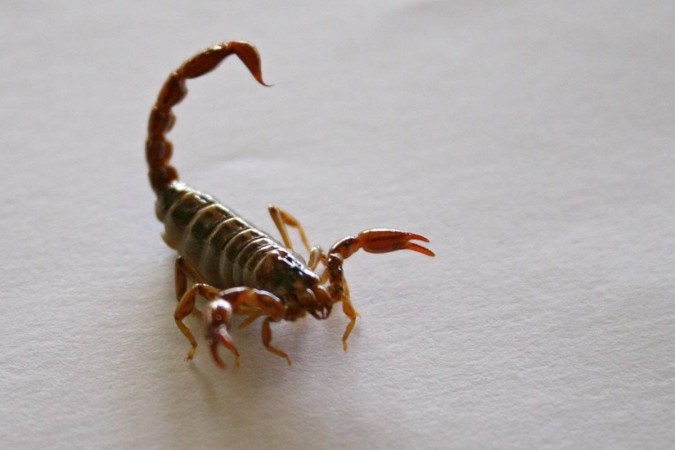 A picada do escorpião, um animal peçonhento, inclui dor local, vermelhidão, inchaço e suor -  (crédito:  Monique Renne/Esp. CB)