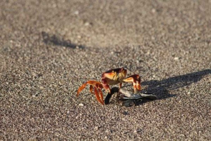 Os pesquisadores ressaltaram a importância de conservar a vegetação na Ilha da Trindade para a proteção dos crustáceos  -  (crédito: Márcio Camargo Araújo João/FAPESP)