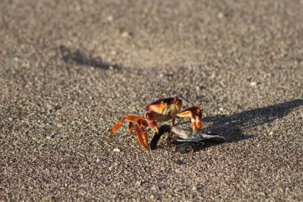 Estudo revela áreas propícias para conservação de crustáceos ameaçados