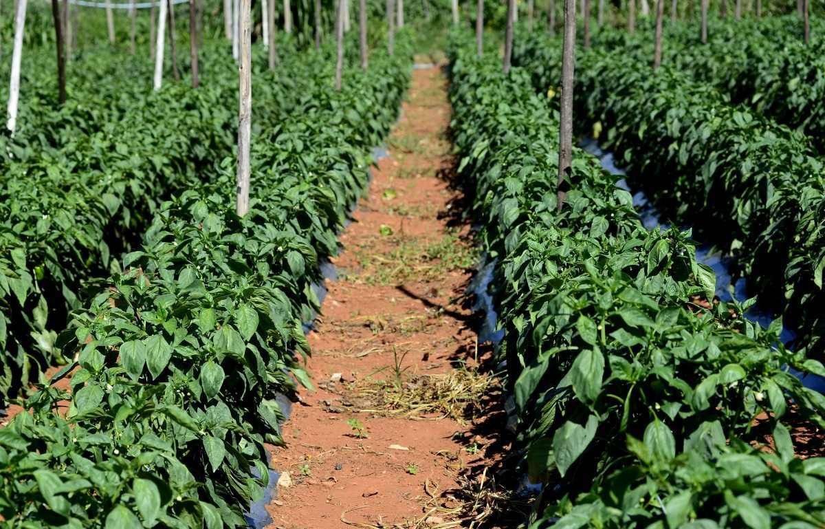 Mão de obra na cadeia produtiva de hortaliças: custo alto e escassez