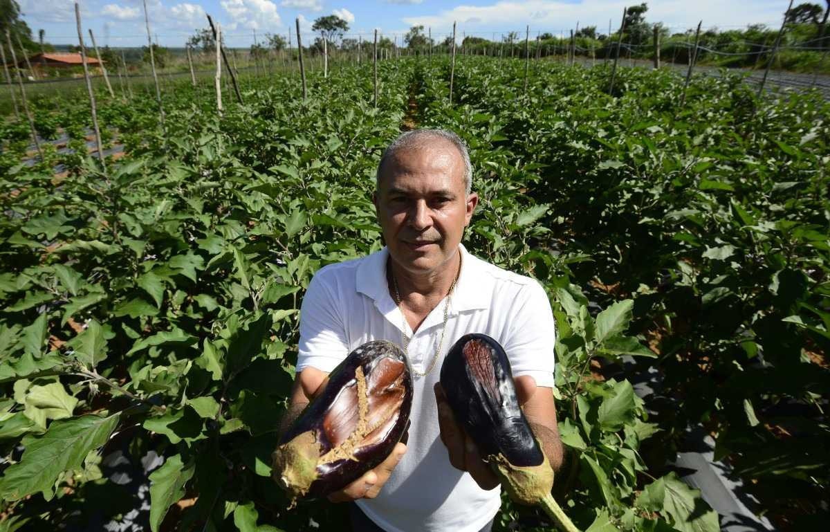 Chuvas afetam produção de hortaliças no Distrito Federal