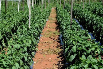 Considerando uma área de produção de hortaliças no Brasil de 900 mil hectares e uma utilização de três a quatro empregos diretos por hectare, pode-se estimar uma geração de empregos na ordem de 2,7 a 3,6 milhões -  (crédito:  Marcelo Ferreira/CB/D.A Press)