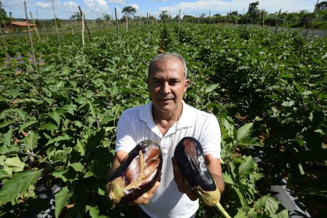 Joceilson Alves mostra os danos causados pela chuva à plantação de berinjela, em Planaltina-DF -  (crédito: Fotos: Marcelo Ferreira/CB/D.A Press)