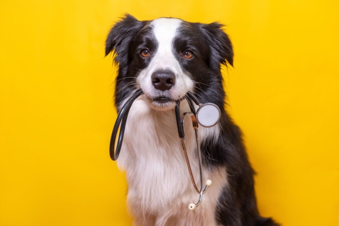 A ansiedade pode ser prejudicial para a saúde dos pets (Imagem: Julia Zavalishina | Shutterstock) -  (crédito: EdiCase - Pets -> Revista do CB)