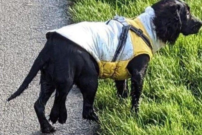 Ariel foi abandonada em um estacionamento de supermercado quando tinha apenas 11 semanas de vida  -  (crédito: Greenacres Rescue)