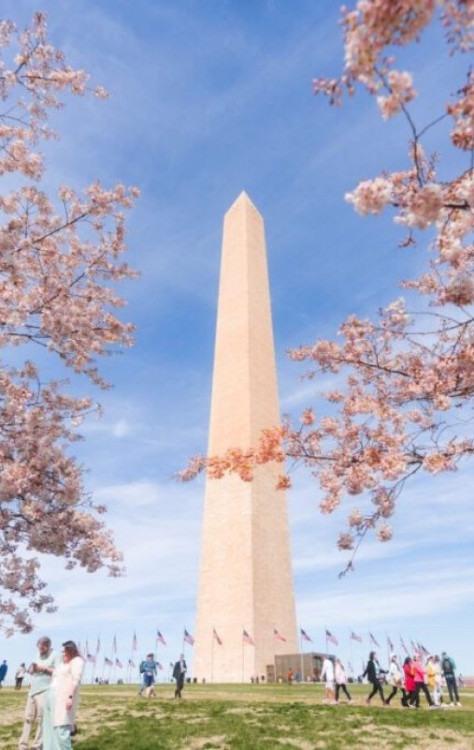 Saiba quando e onde ver a florada das cerejeiras em Washington, DC -  (crédito: Uai Turismo)