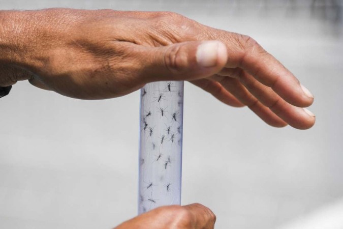  (FILES) Experts form the Brazilian Fiocruz Institute release Aedes aegypti mosquitoes infected with a bacteria that prevents them from spreading dengue, Zika and Chikungunya at Ilha do Governador in Rio de Janeiro, Brazil, on August 29, 2017. Brazil will start a vaccination campaign against dengue fever in February 2024, authorities said, as a sharp rise in cases of the potentially deadly disease raised fears of a runaway outbreak. (Photo by Apu GOMES / AFP)
       -  (crédito: Apu Gomes/AFP)