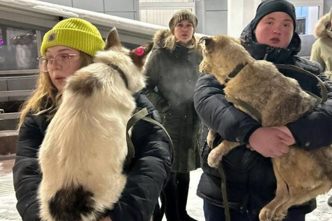 Em Ulan-Ude, na Sibéria, 18 cachorros de rua foram abatidos pelas autoridades na última semana, o que levou ativistas a reagir -  (crédito: BBC)