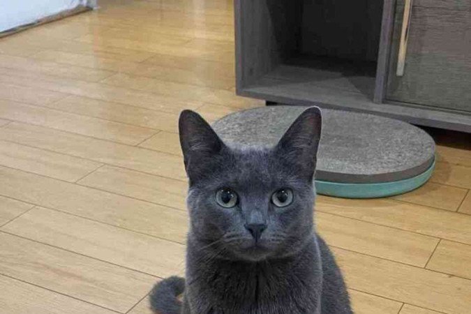 Gata de Maíra Muniz chamada Amora já fez uso dos feromônios sintéticos.