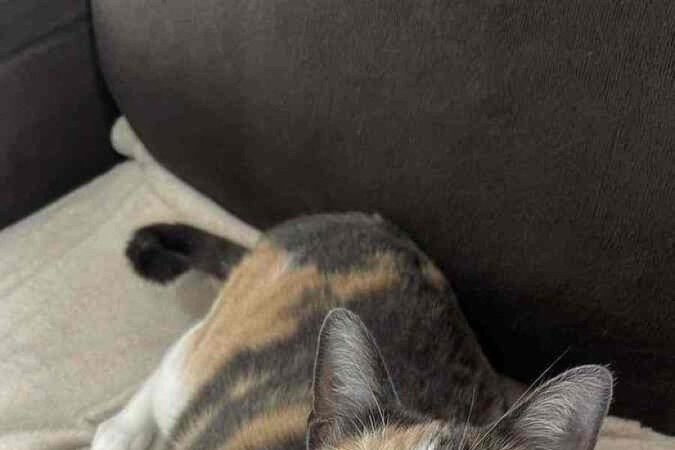 Gata de Maíra Muniz chamada Pandora também já fez uso dos feromônios sintéticos