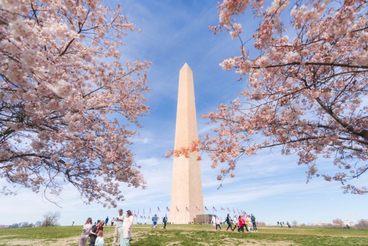 Saiba quando e onde ver a florada das cerejeiras em Washington, DC
