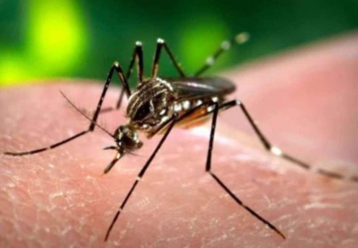 Combate à dengue exige união de todos