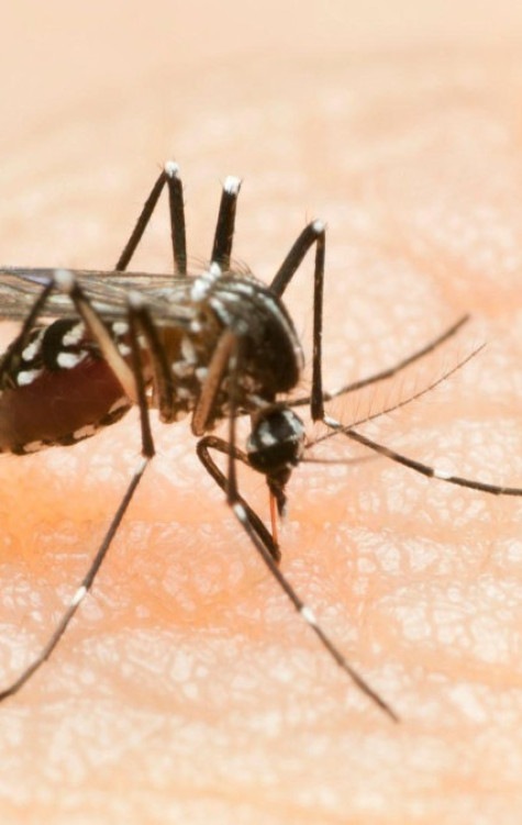 Brasil registrou explosão no número de casos de dengue nas duas primeiras semanas do ano: 55.859 casos prováveis e seis mortes, segundo Ministério da Saúde -  (crédito: Getty Images)