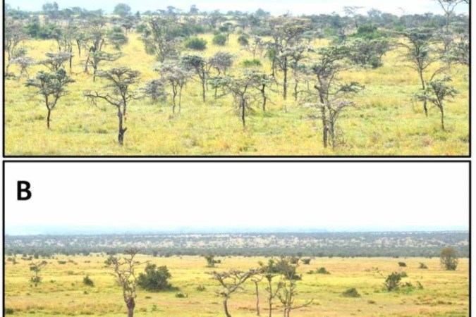 As minúsculas criaturas modificaram a dieta dos reis do mundo animal após a invasão de território que era  área de caça de zebras  
 -  (crédito: Todd Palmer/Divulgação)