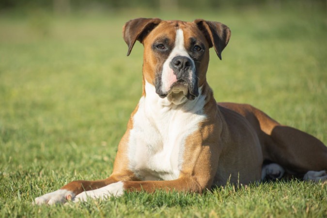 Apesar da aparência, o boxer é um cachorro afetuoso e corajoso (Imagem: ibanezfilm | Shutterstock) -  (crédito: EdiCase - Pets -> Revista do CB)