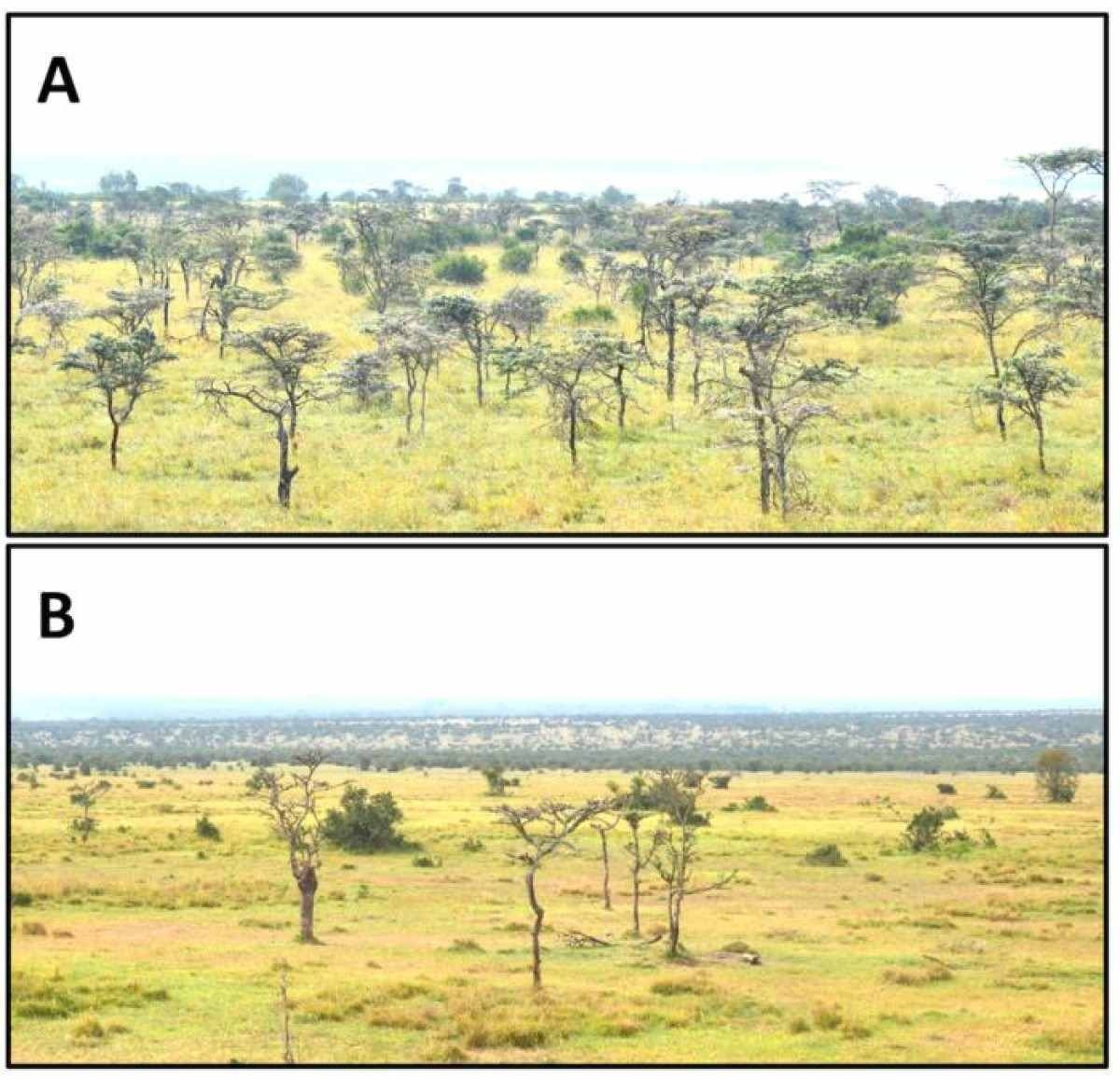Entenda como as formigas modificaram a dieta dos leões do Quênia