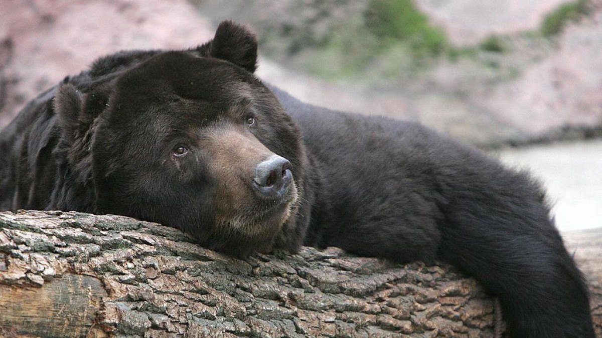 O curioso vínculo entre hibernação animal e envelhecimento — e o que podemos aprender com isso