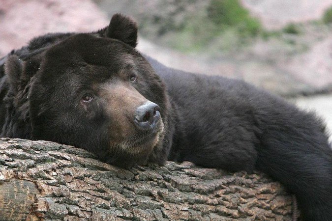 Os ursos negros se curam enquanto dormem -  (crédito: Getty Images)