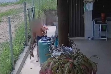 Estudante de veterinária é indiciado por matar cães filhotes a marteladas - Câmera de monitoramento/Reprodução