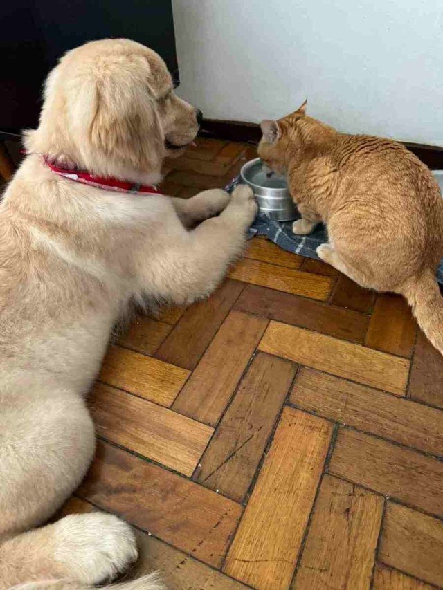 Tiger, antes filho único, ganhou a companhia do cachorro Lion