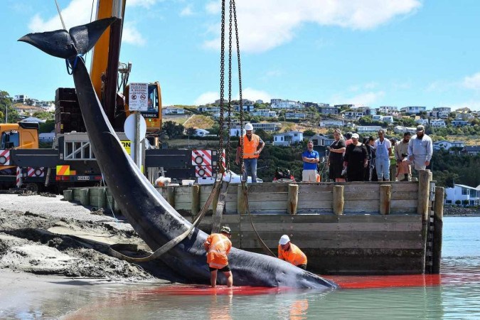 As equipes de resgate recuperam a carcaça de uma baleia-comum encalhada em Christchurch em 29 de janeiro de 2024       -  (crédito: SANKA VIDANAGAMA / AFP)