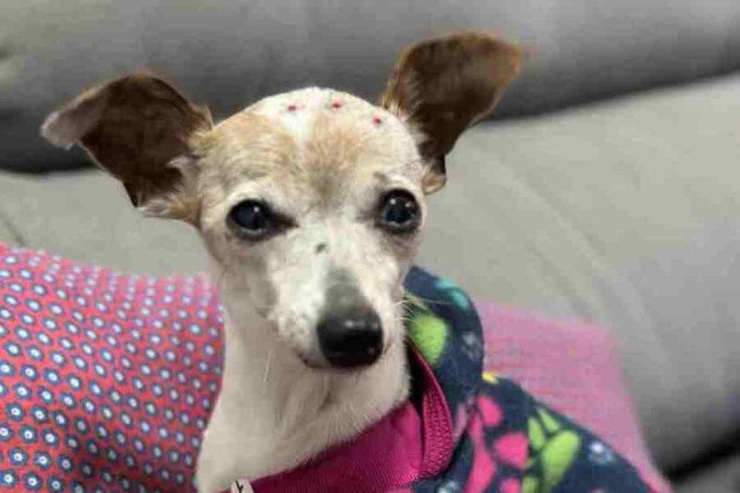 A cachorrinha Collie, de 14 anos, se 
mudou para a casa do namorado da tutora