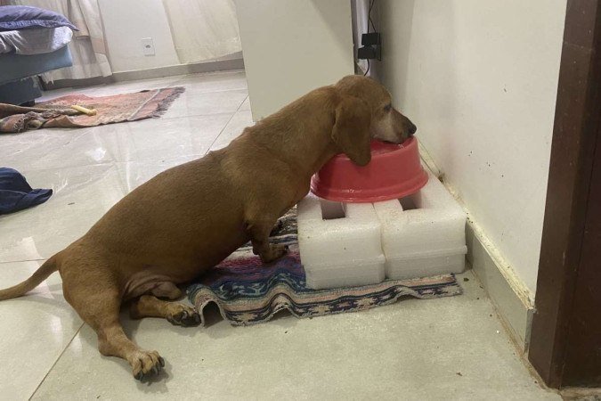 Cachorro da Luanna Braga Cruz bebendo água na vasilha limpa