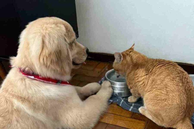 Tiger, antes filho único, ganhou a companhia do cachorro Lion