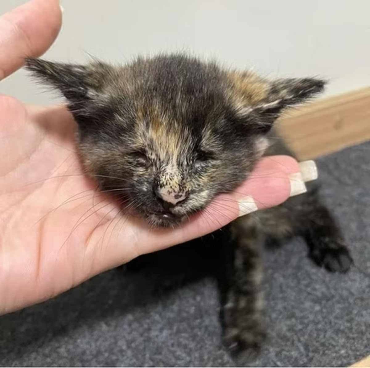 Vick vencedora da segunda edi&ccedil;&atilde;o