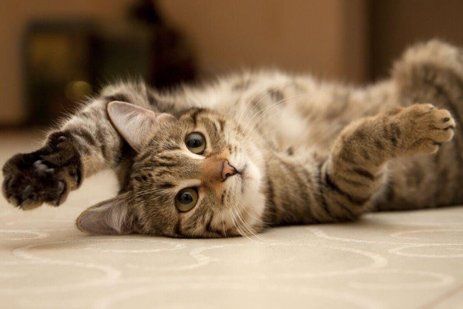 Adotar um gato é uma escolha que requer responsabilidade e, por isso, deve ser tomada com cautela - (crédito: marinaks | Shutterstock) Adotar um gato é uma escolha que requer responsabilidade e, por isso, deve ser tomada com cautela - (crédito: marinaks | Shutterstock)