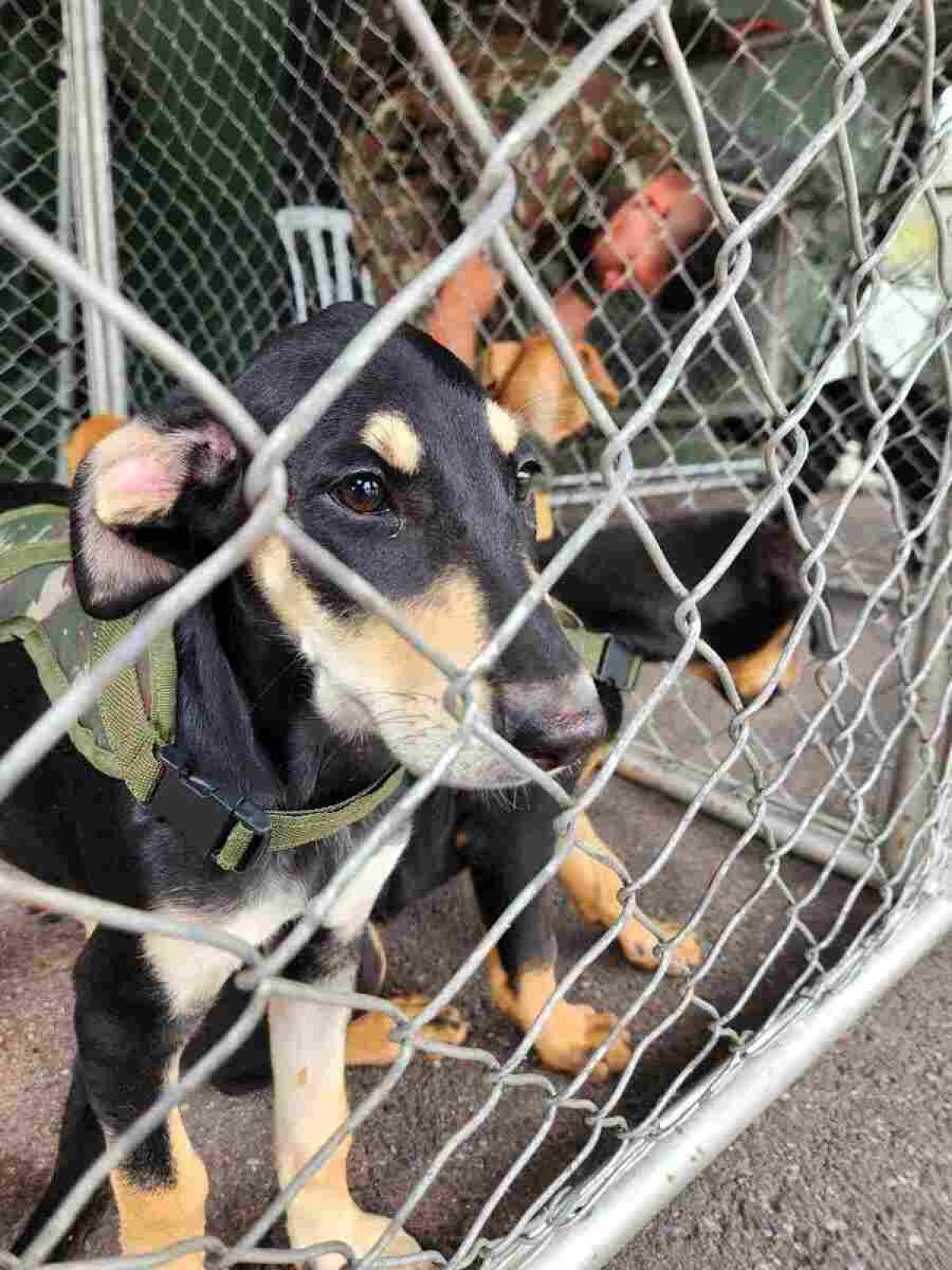 Todos os animais disponíveis para adoção são vermifugados e imunizados. 