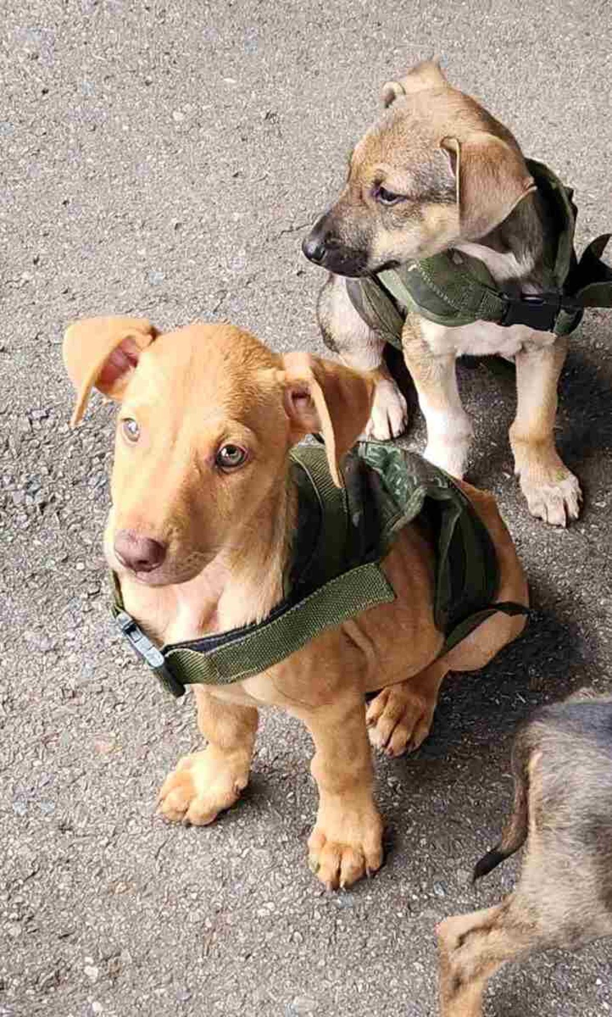 Cerca de 20 cães estarão disponíveis para receber um nono lar. 