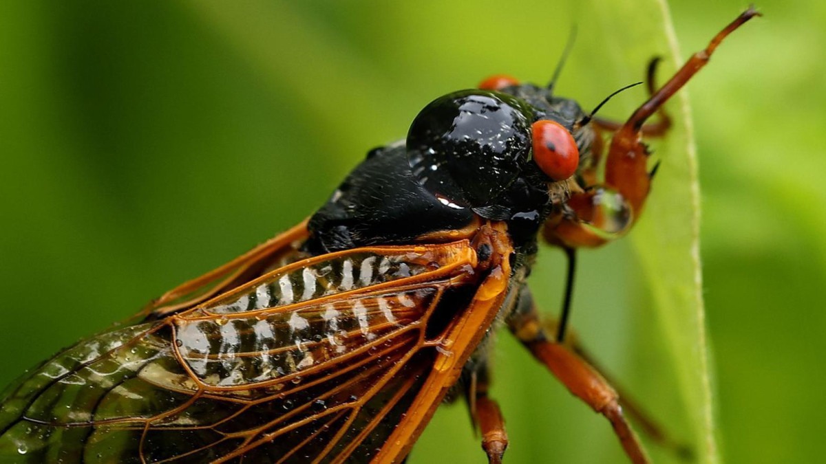 O megaenxame de cigarras que deve emergir pela 1ª vez em 200 anos nos EUA