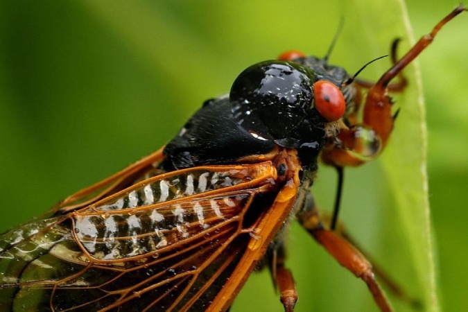 A emergência do solo de duas ninhadas de cigarras ao mesmo tempo certamente será um evento confuso, barulhento e interessantíssimo -  (crédito: Getty Images)