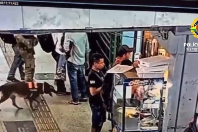 Cão farejador ajuda a prender traficante - (crédito: PMDF) Cão farejador ajuda a prender traficante - (crédito: PMDF)