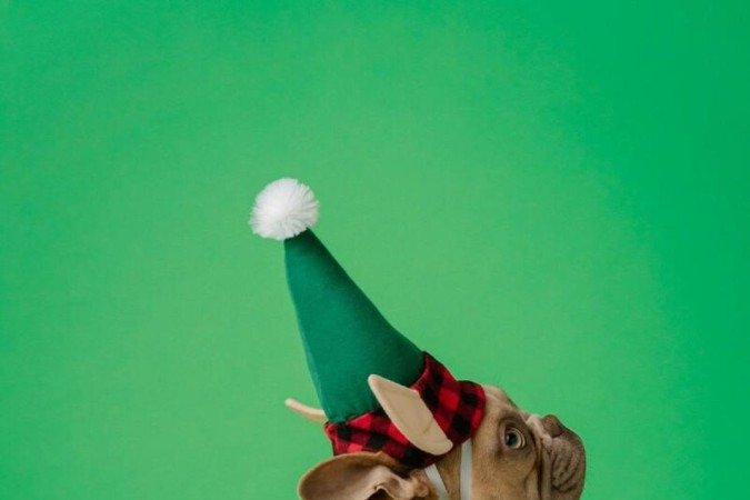 Uma tiara divertida pode ser a solução para envolver o cão na folia 