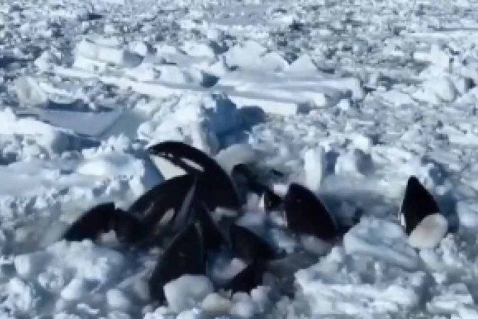 Baleias orcas ficam presas no gelo na costa do Japão -  (crédito: Reprodução redes sociais)