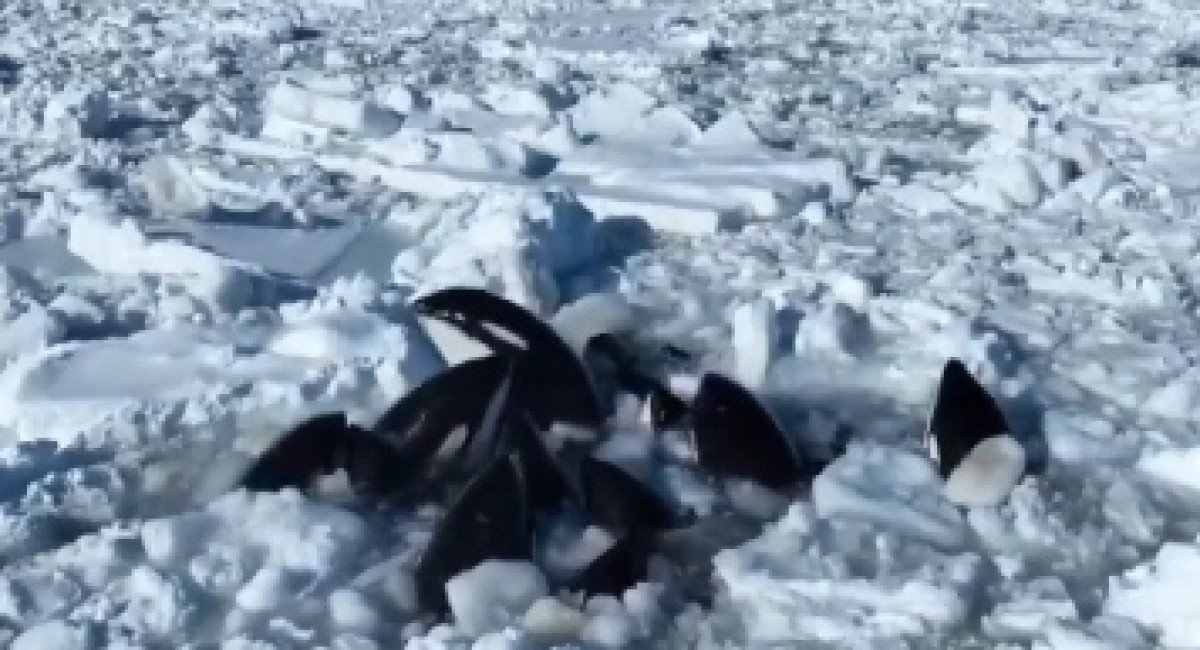Vídeo: orcas ficam presas no gelo na costa de Hokkaido, no Japão