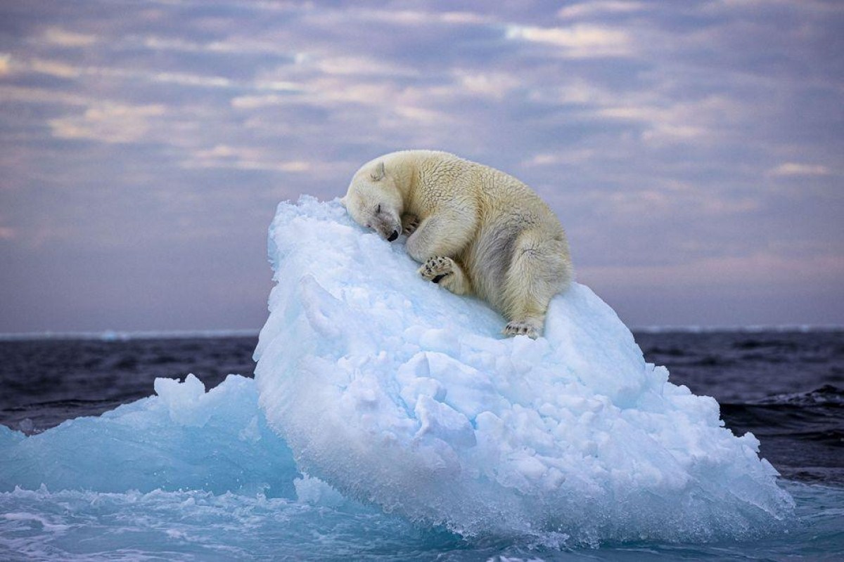 A impressionante foto de urso polar dormindo em iceberg que venceu prêmio de fotografia
