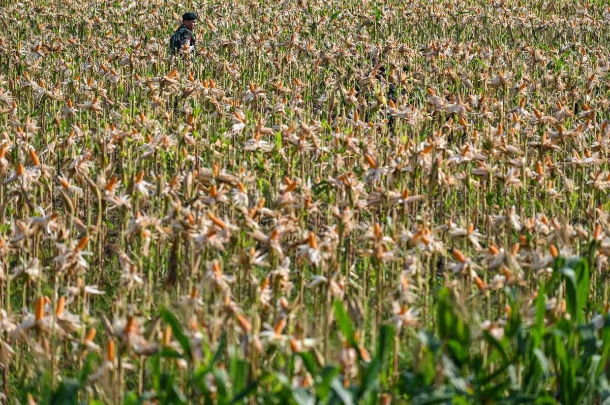 EUA revisam para baixo produção mundial de milho por safra menor no Brasil