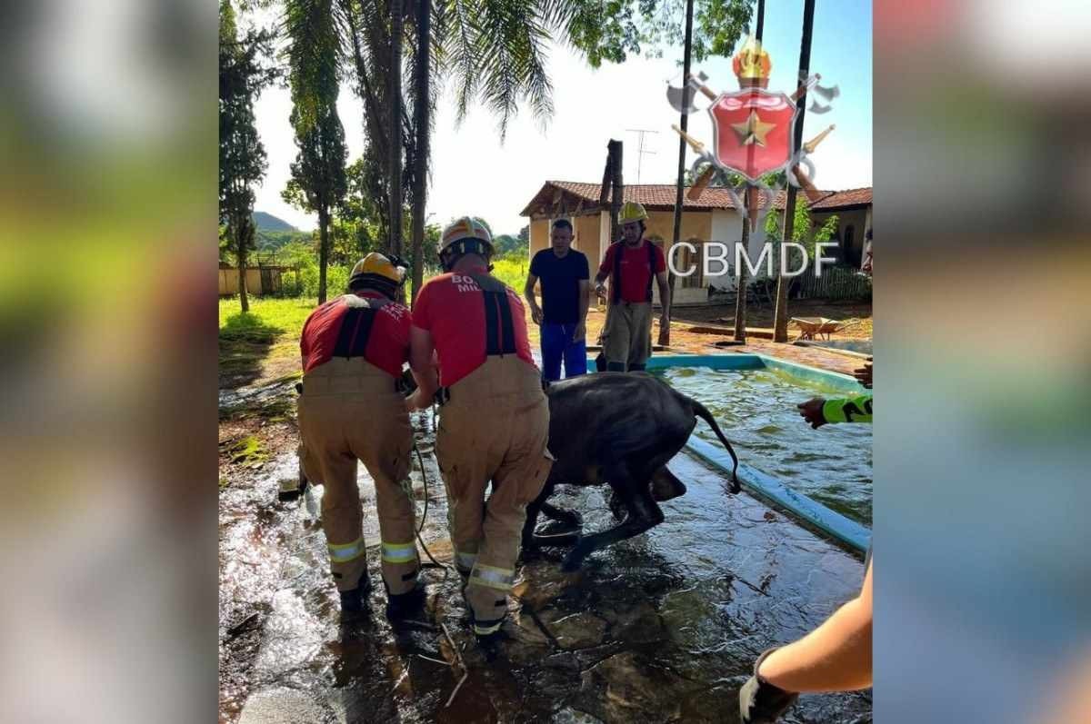 Resgate: bezerro é encontrado dentro de piscina na zona rural do DF