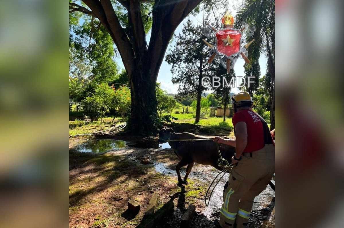 O animal não tinha nenhum ferimento e estava ileso, porém apresentava-se exausto